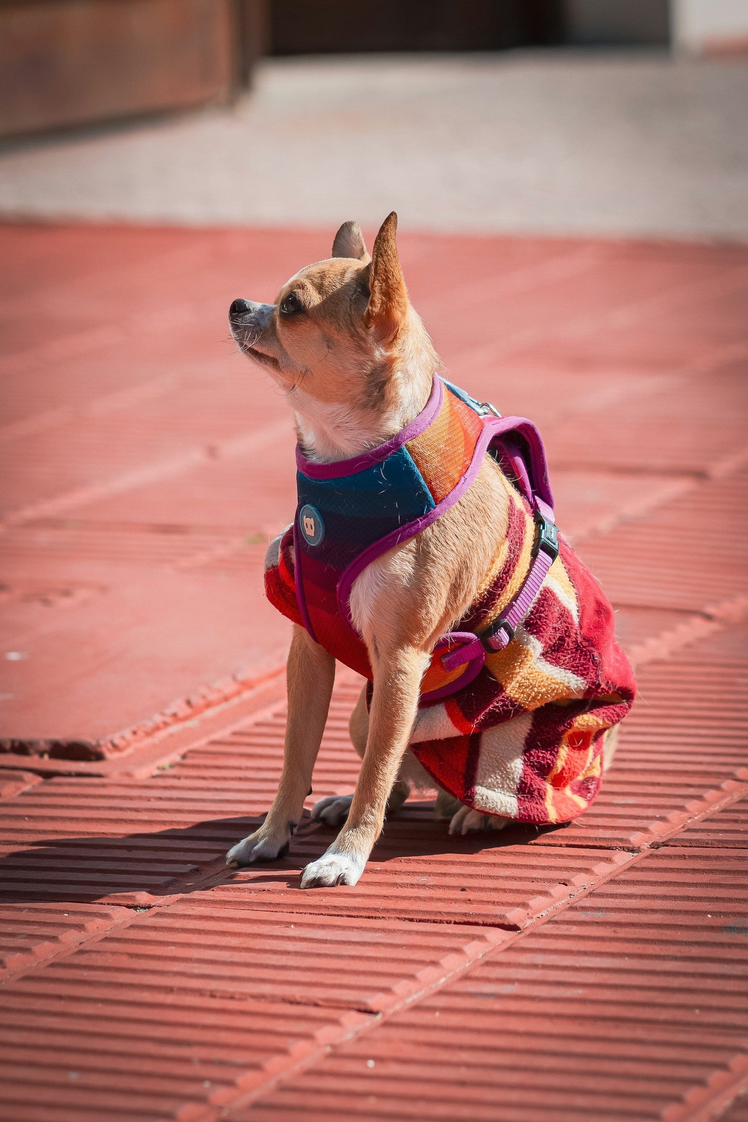 Apparel & Accessories